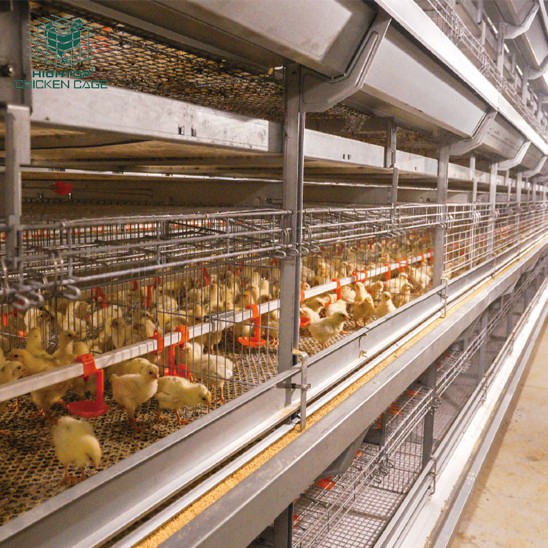 China cheap agent connection H type 1 day to 40 days chick cage