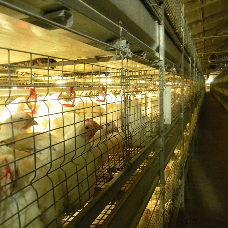 Hot-Dipping H Type Chicken Broiler Cages For Growing Broiler