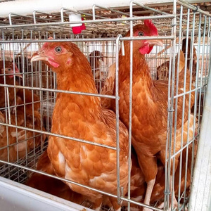 Factory Price A Type 96 120 Birds Egg Laying Poultry Farm Battery Layer Chicken Cages For Sale