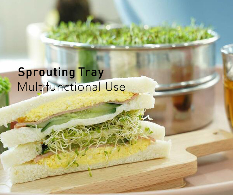 Wheat Grass Organic Sprouts Seeds Stainless Steel Seed Sprouting Tray Sprout Growing Kit