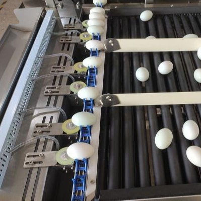 Egg conveying sponge bar