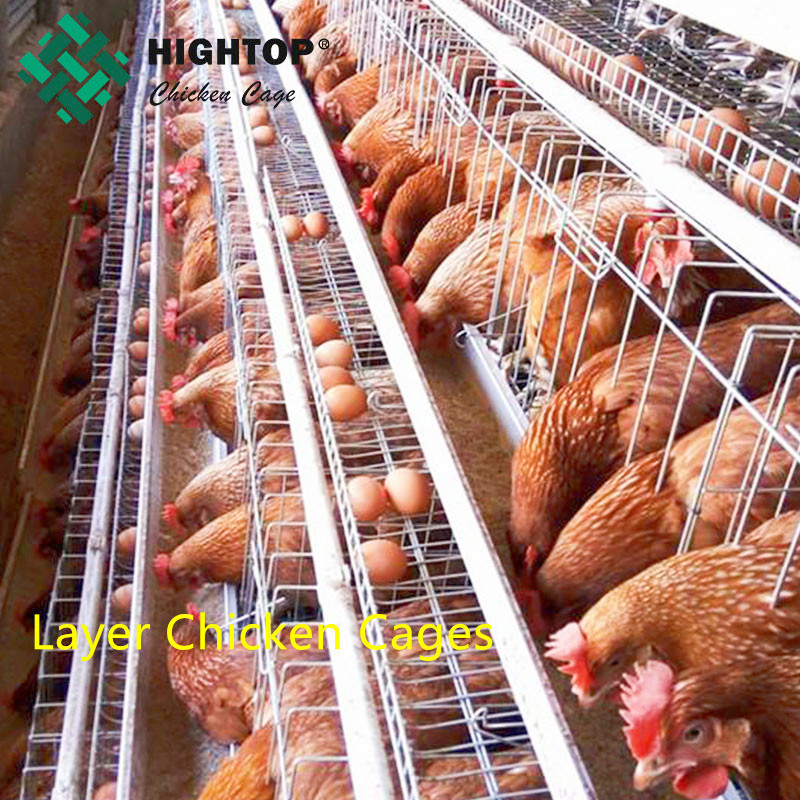 Hot Sale Poultry Farm Laying Hens Used Layer Chicken Cage