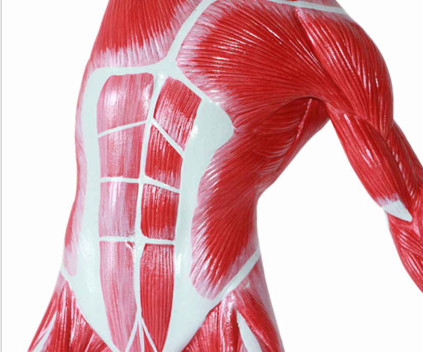 Muscle Example Model Medical educational anatomy model human muscle model with muscles whole ...
