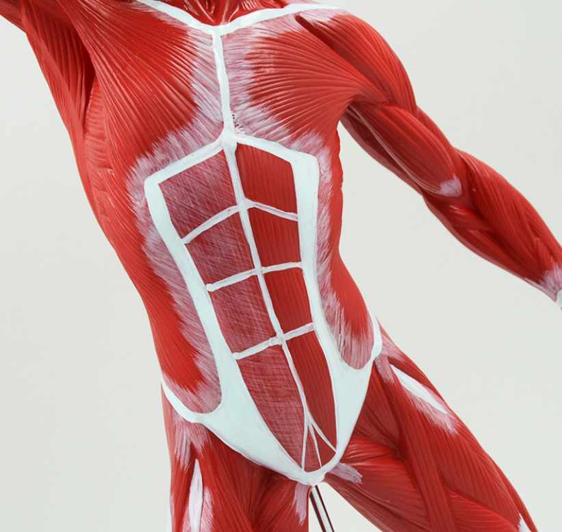 Medical educational anatomy model human muscle model with muscles whole body anatomy model