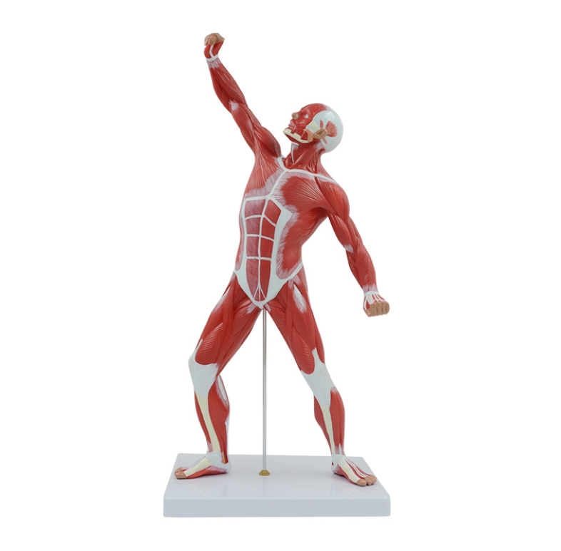 Medical educational anatomy model human muscle model with muscles whole body anatomy model