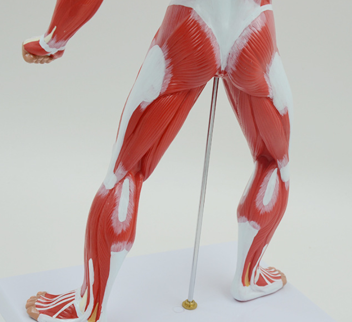 Medical educational anatomy model human muscle model with muscles whole body anatomy model