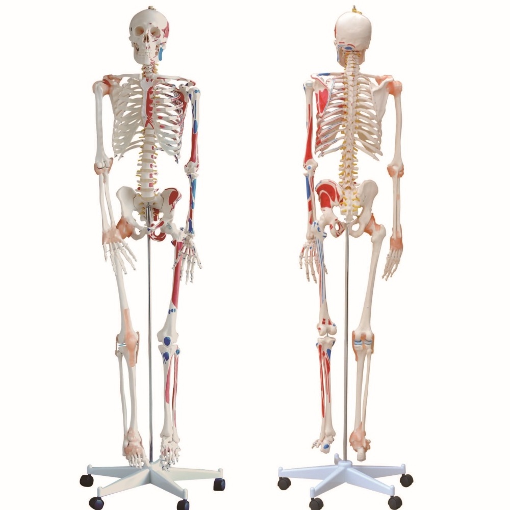 Life Size 180cm Human Skeleton with Muscles and Ligaments Human Skeleton Model Anatomy