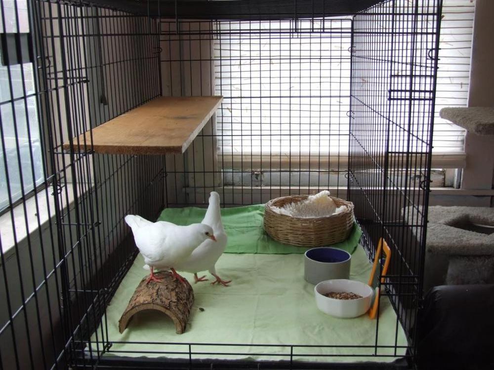 Pigeon Breeding Cage With All The Accessories