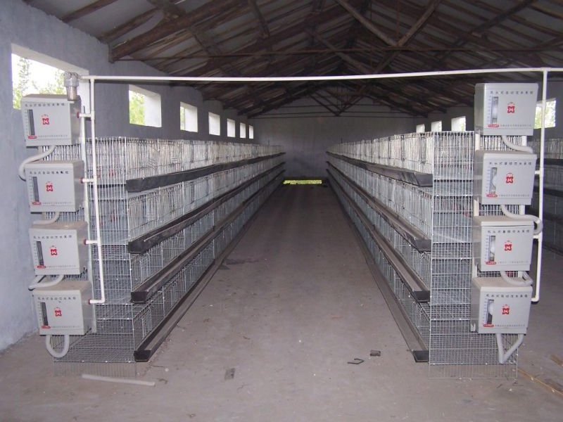 Pigeon Breeding Cage With All The Accessories