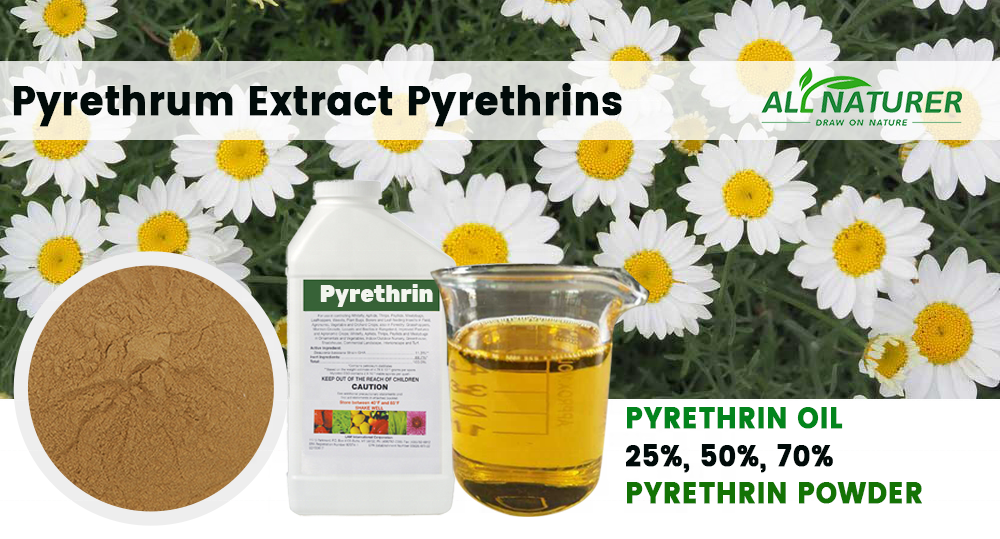 Wholesale Natural Pyrethrum Extract Oil 25% 50% 70% Pyrethrin