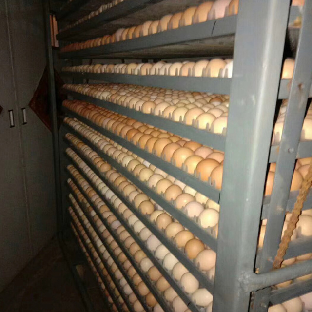 5280 hatching machine/popular commercial egg incubator/incubator for 6000 eggs for sale