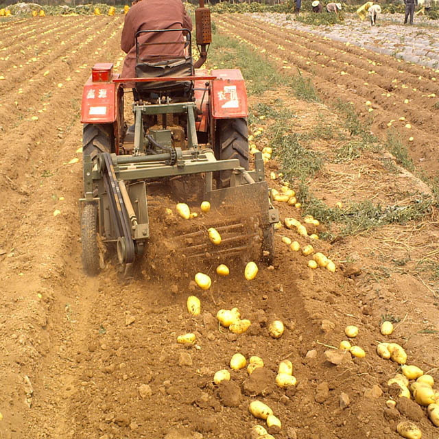 agricultural machinery 4U single row 3 point mounted potato harvester