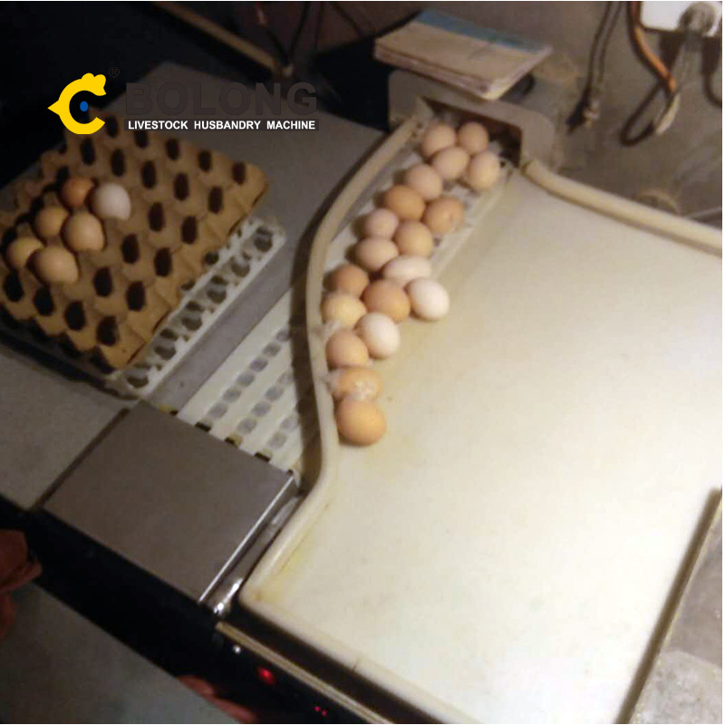 BOLONG Chicken Cage System automatic egg collecting machine automatic chicken raising equipment