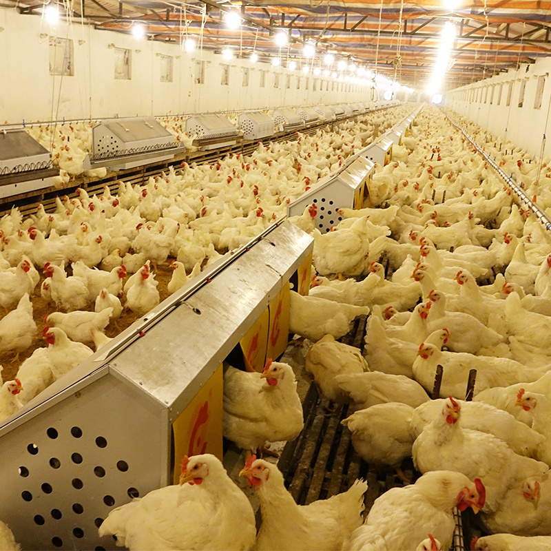 BOLONG Poultry Farming House Complete Automatic Battery Chicken Cage System for egg layers