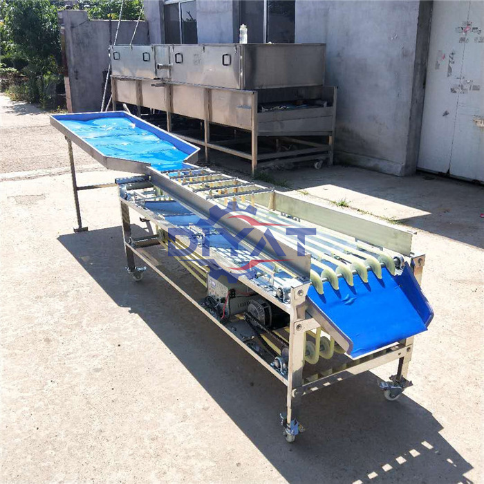 easy to operate olive orange grading machine strawberry tomato potato cherry fruit sorting machine vegetable processing plant