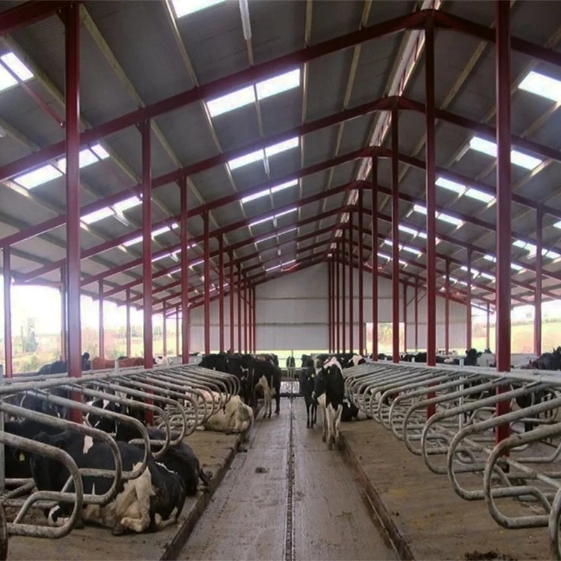 steel structure dairy barn building prefab cattle shed steel cow farm house