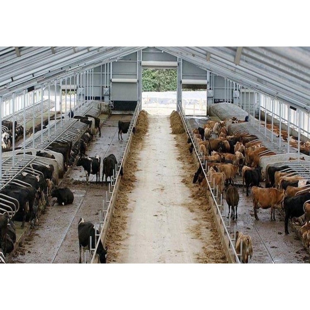 steel structure poultry cow farm shed low cost cattle shed house