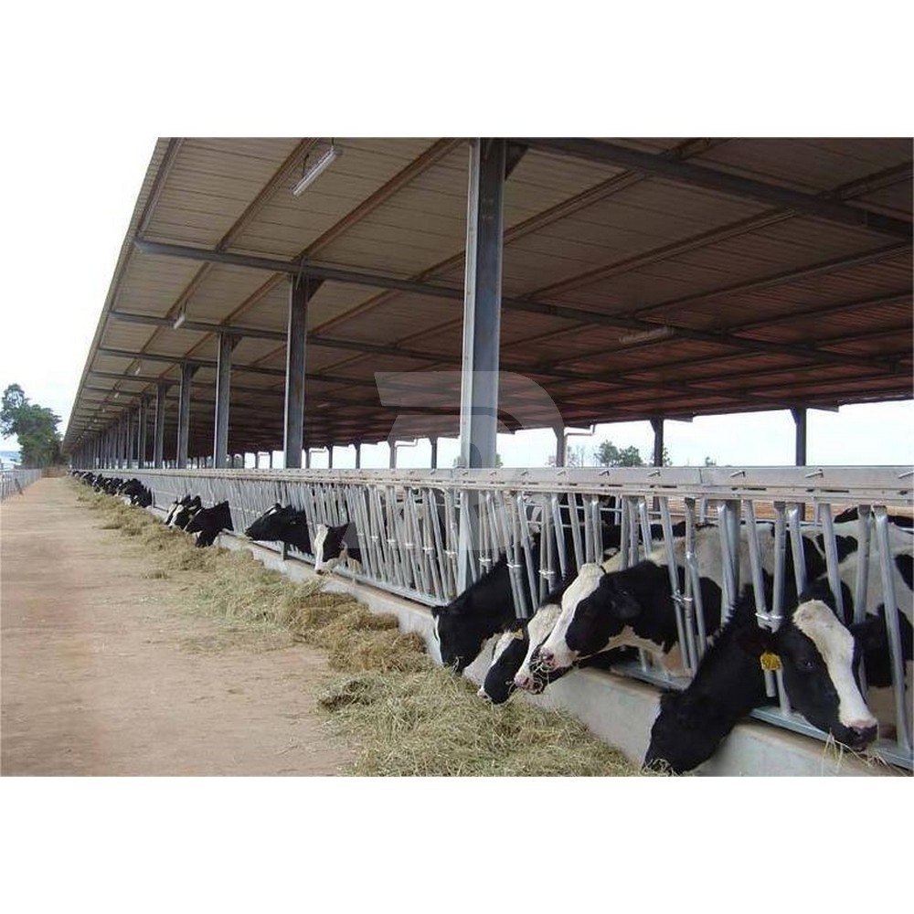 customized design cow farm metal building prefabricated steel structure cow barn