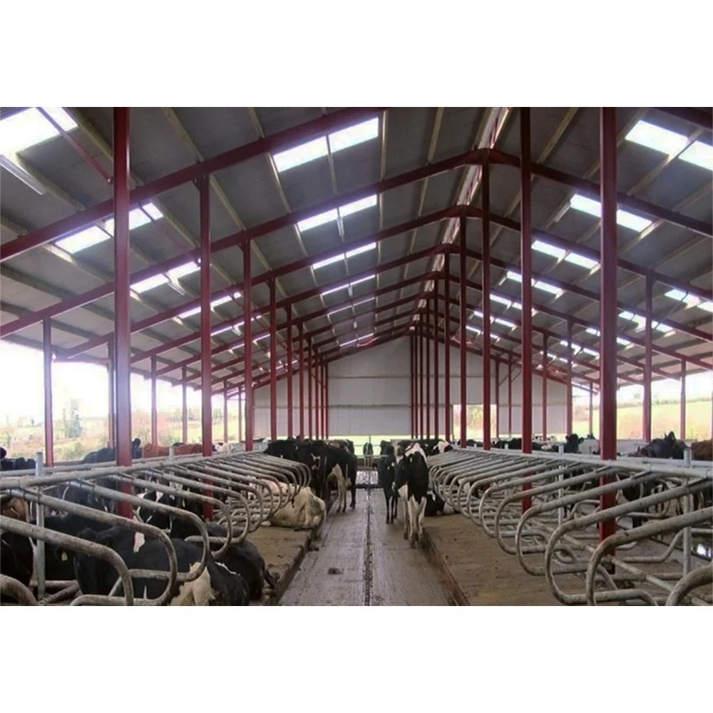 quick build low cost prefab poultry cattle house steel structure cow farm shed