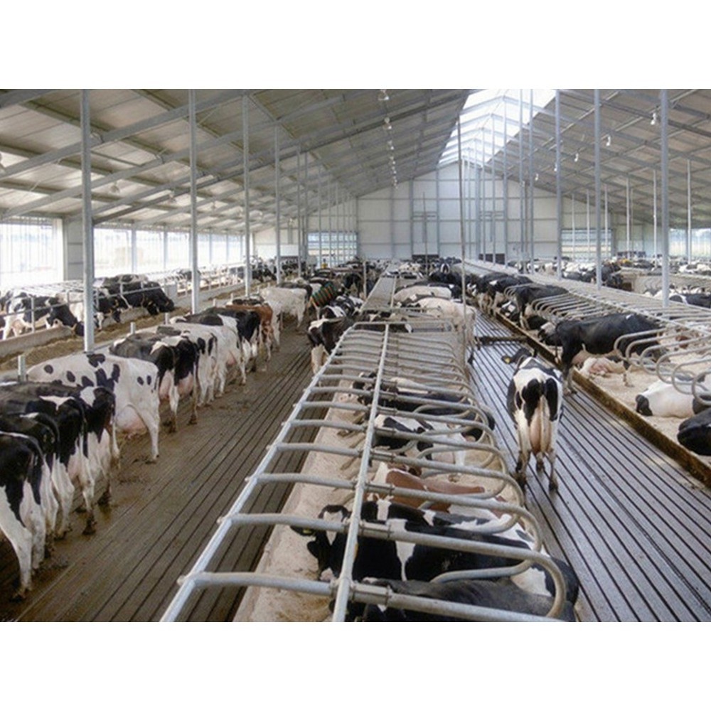 steel structure dairy barn building prefab cattle shed steel cow farm house