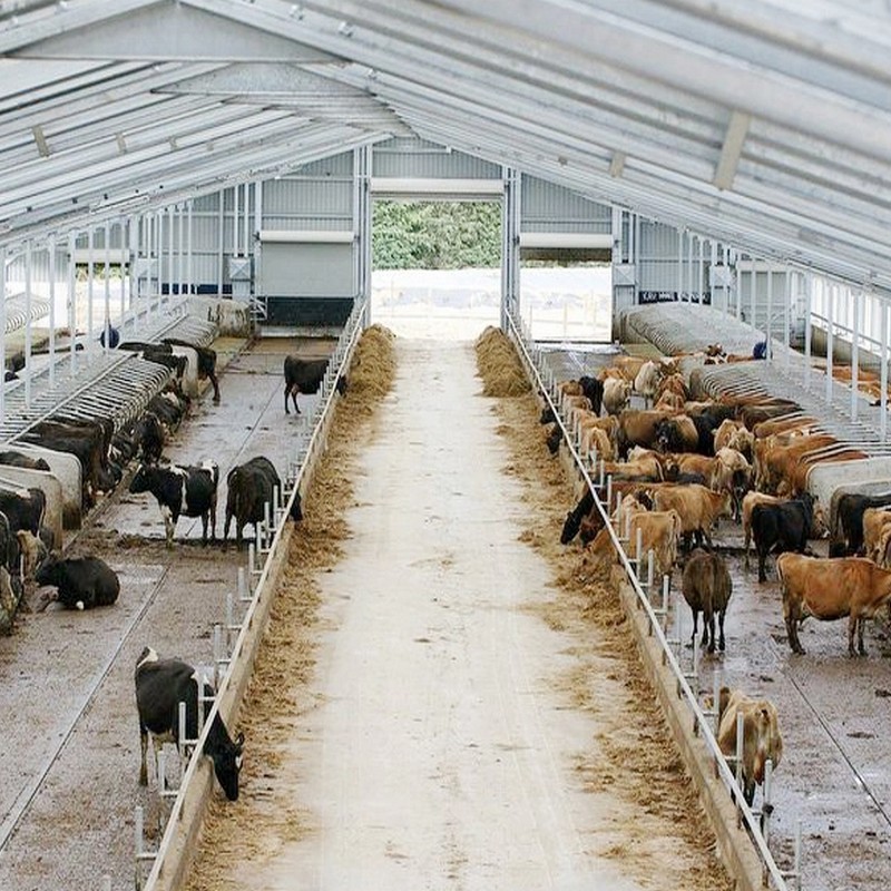 steel structure dairy barn building prefab cattle shed steel cow farm house