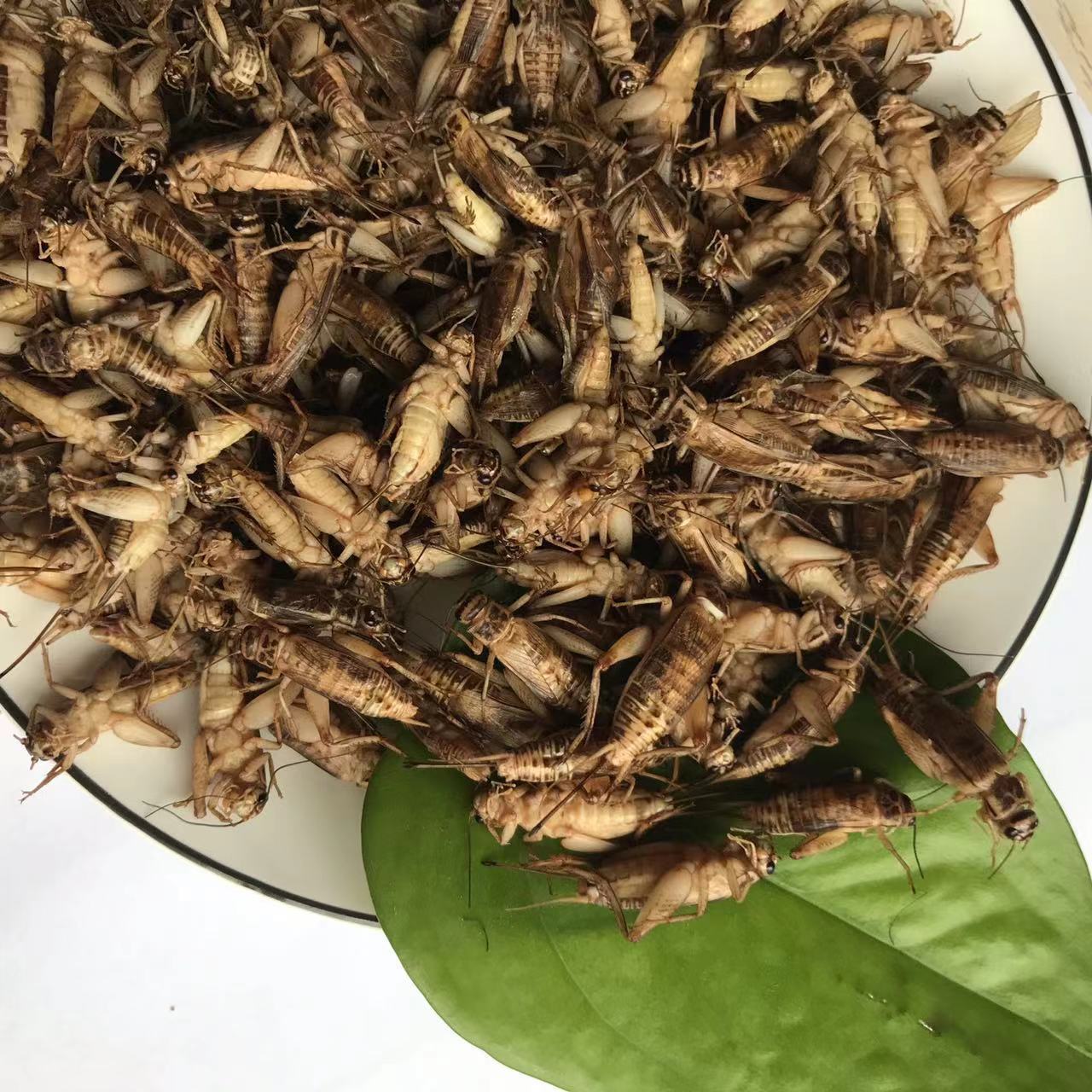 Dried Crickets Edible Insects Wholesale Pet Meal Worms Edible Cricket