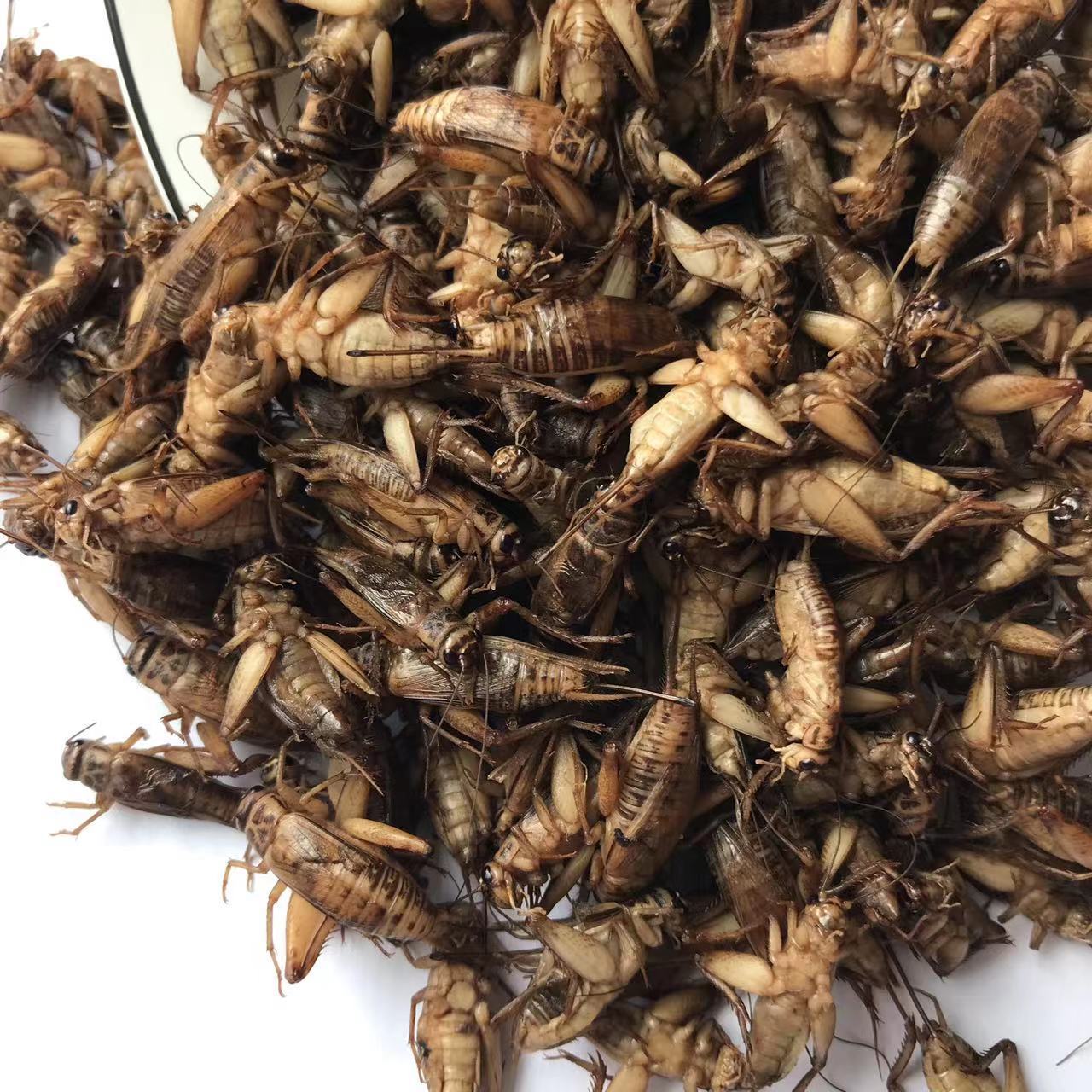 Crickets Edible Insects Dry Maggot Animal Feed for Pet