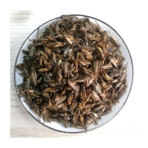 Dried Meal Worms Meal Animals Chicken Food Edible Insects Dried Cricket