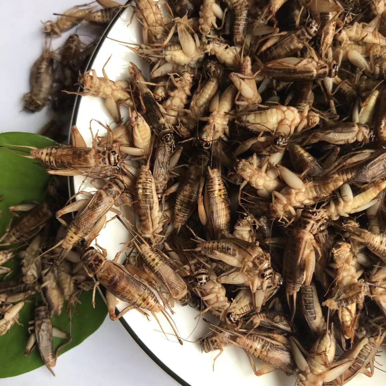 Dried Crickets Edible Insects Wholesale Pet Meal Worms Edible Cricket