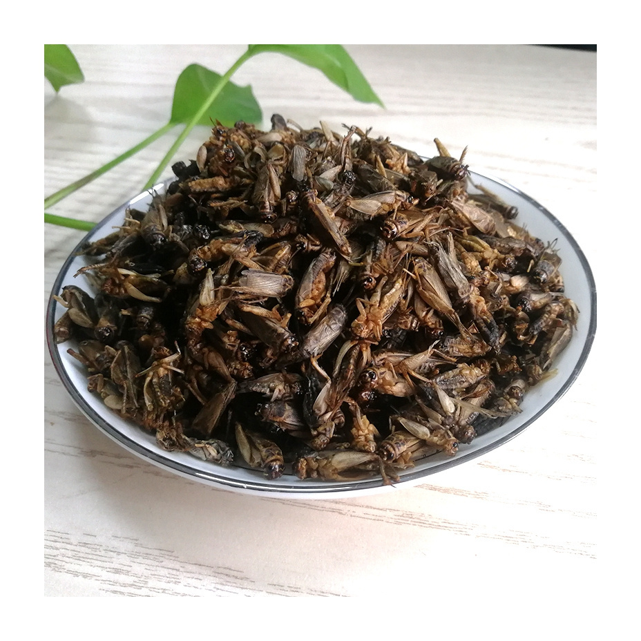 Dried Meal Worms Meal Animals Chicken Food Edible Insects Dried Cricket