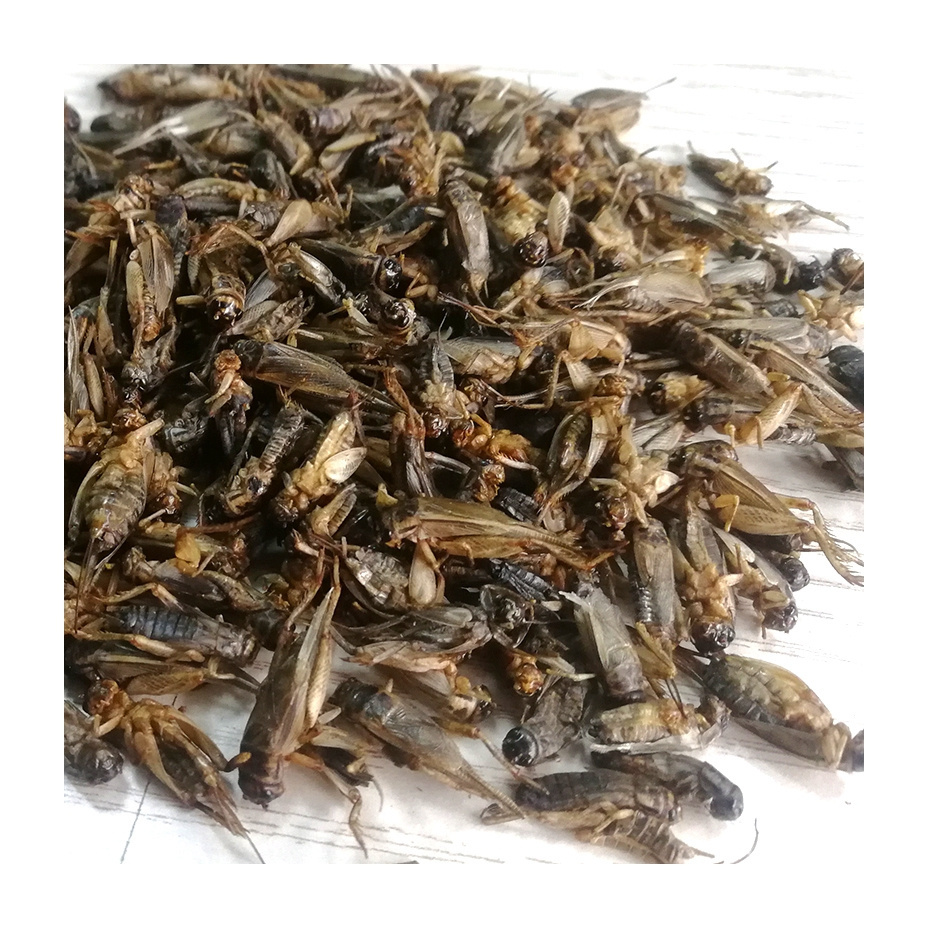 Dried Meal Worms Meal Animals Chicken Food Edible Insects Dried Cricket