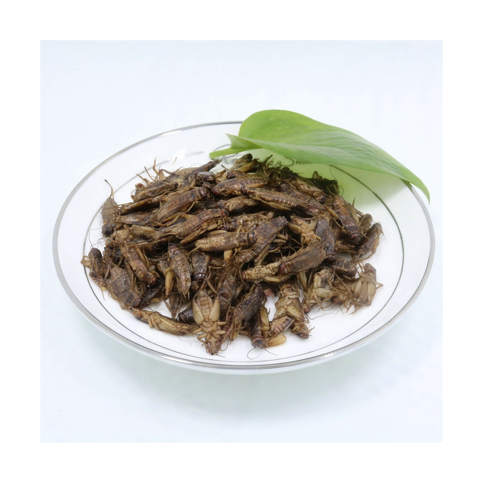 High Protein Natural Dried Pet Food Insects Eco Fresh Cricket Insecte