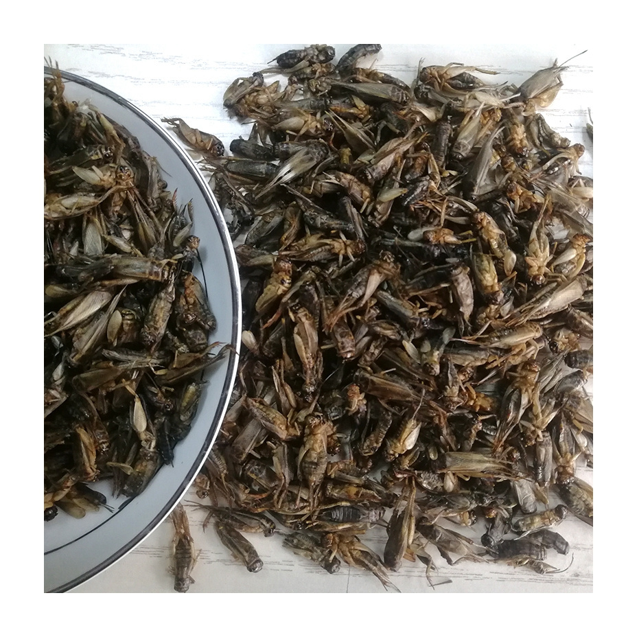 Dried Meal Worms Meal Animals Chicken Food Edible Insects Dried Cricket