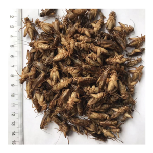 Edible Crickets Dry Maggot Insects Animal Feed