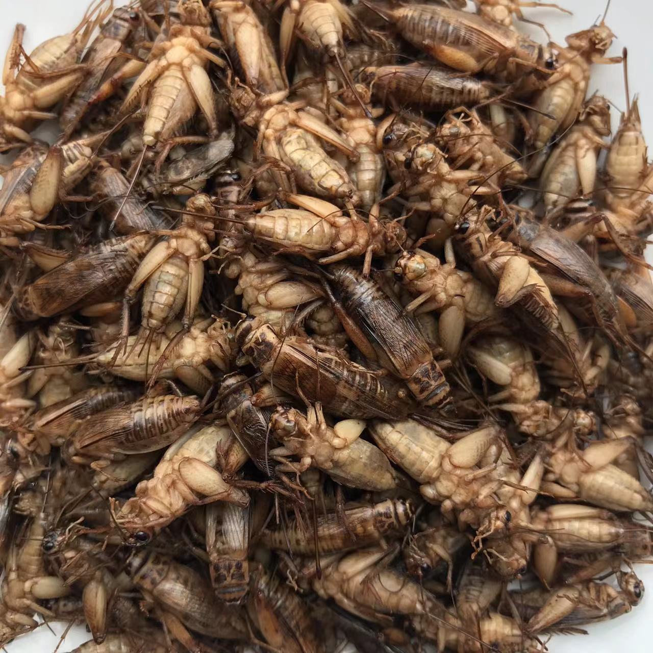 Edible Crickets Dry Maggot Insects Animal Feed