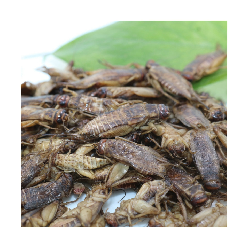 High Protein Natural Dried Pet Food Insects Eco Fresh Cricket Insecte