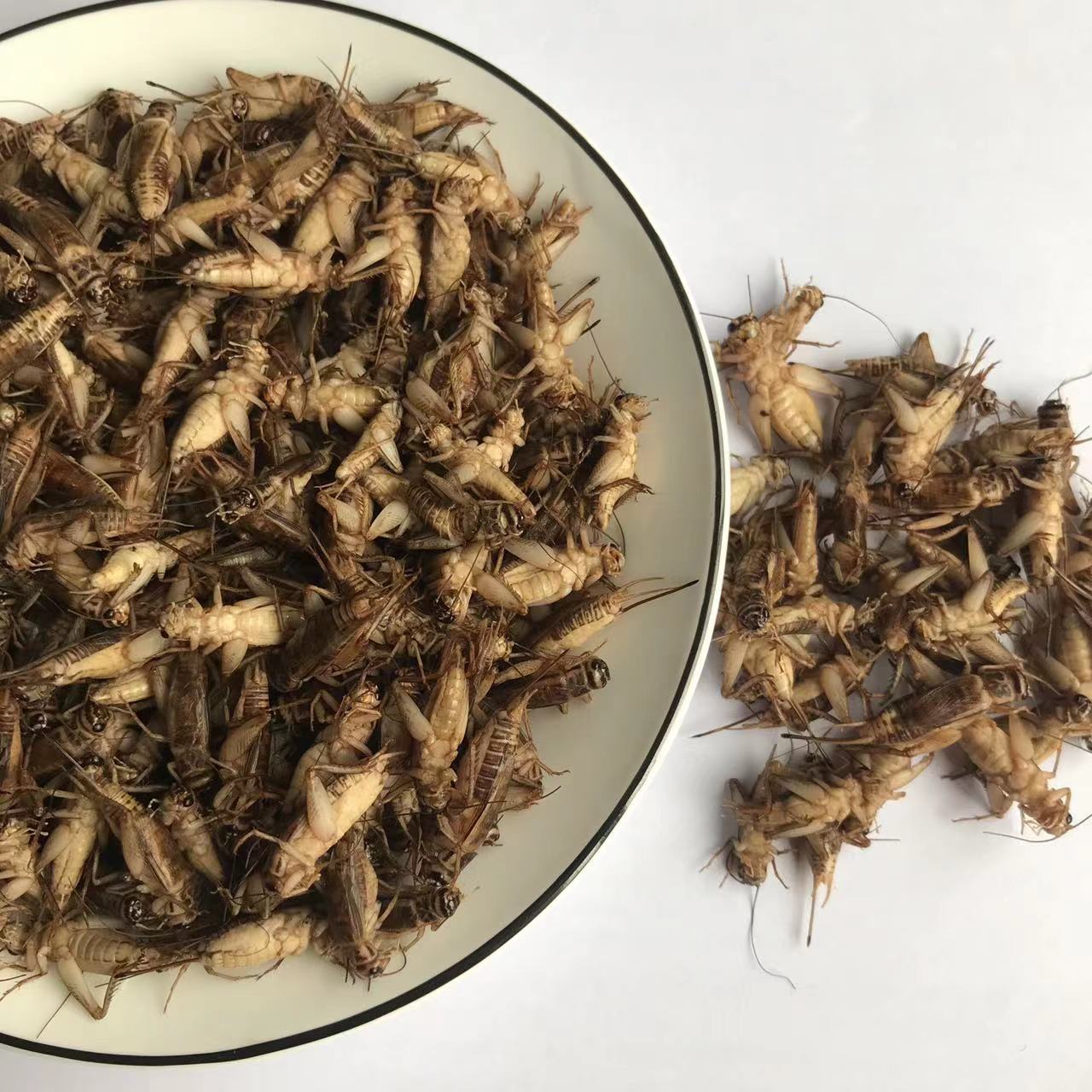 Dried Crickets Edible Insects Wholesale Pet Meal Worms Edible Cricket