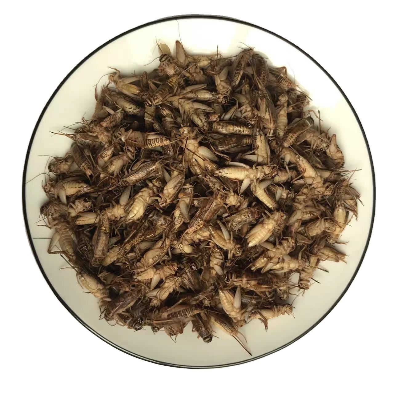 Dried Crickets Edible Insects Wholesale Pet Meal Worms Edible Cricket