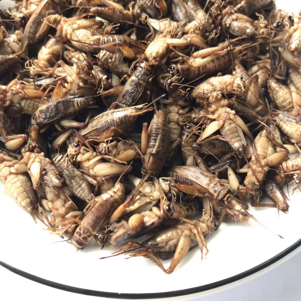 Edible Crickets Dry Maggot Insects Animal Feed