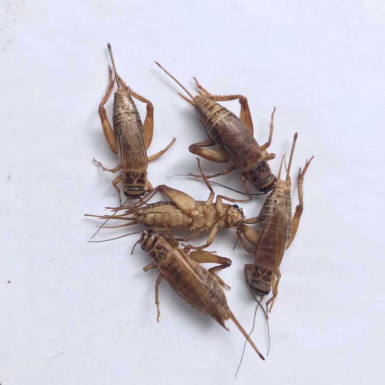 Edible Crickets Dry Maggot Insects Animal Feed