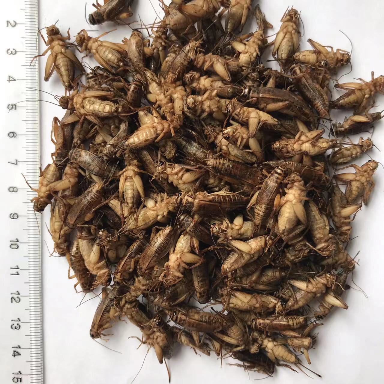 Crickets Edible Insects Dry Maggot Animal Feed for Pet