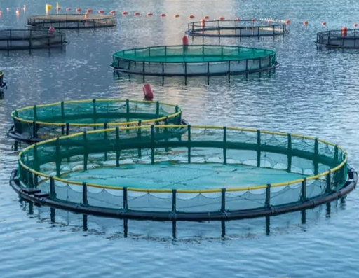 HDPE High-strength Floating Fish Cage for Offshore Sea Bass Fish Farming in Open Sea/lake Tilapia Farming Nets Cage Fish Culture