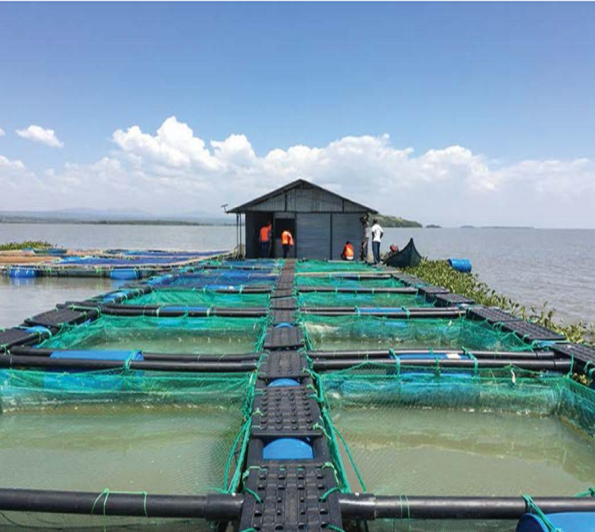 Knotless Sea Fishing Nets Cages Aquaculture Cage for Mariculture Crab Shrimp Sea Cucumber Farming HDPE Fish Farming