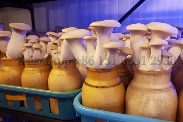 1400 ML mushroom cultivation bottle filling machine mushroom spawn bottle enoki mushroom bottle