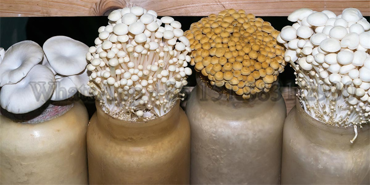 PP plastic mushroom grow bottle Enoki mushroom bottle mushroom  machine spawn bottle