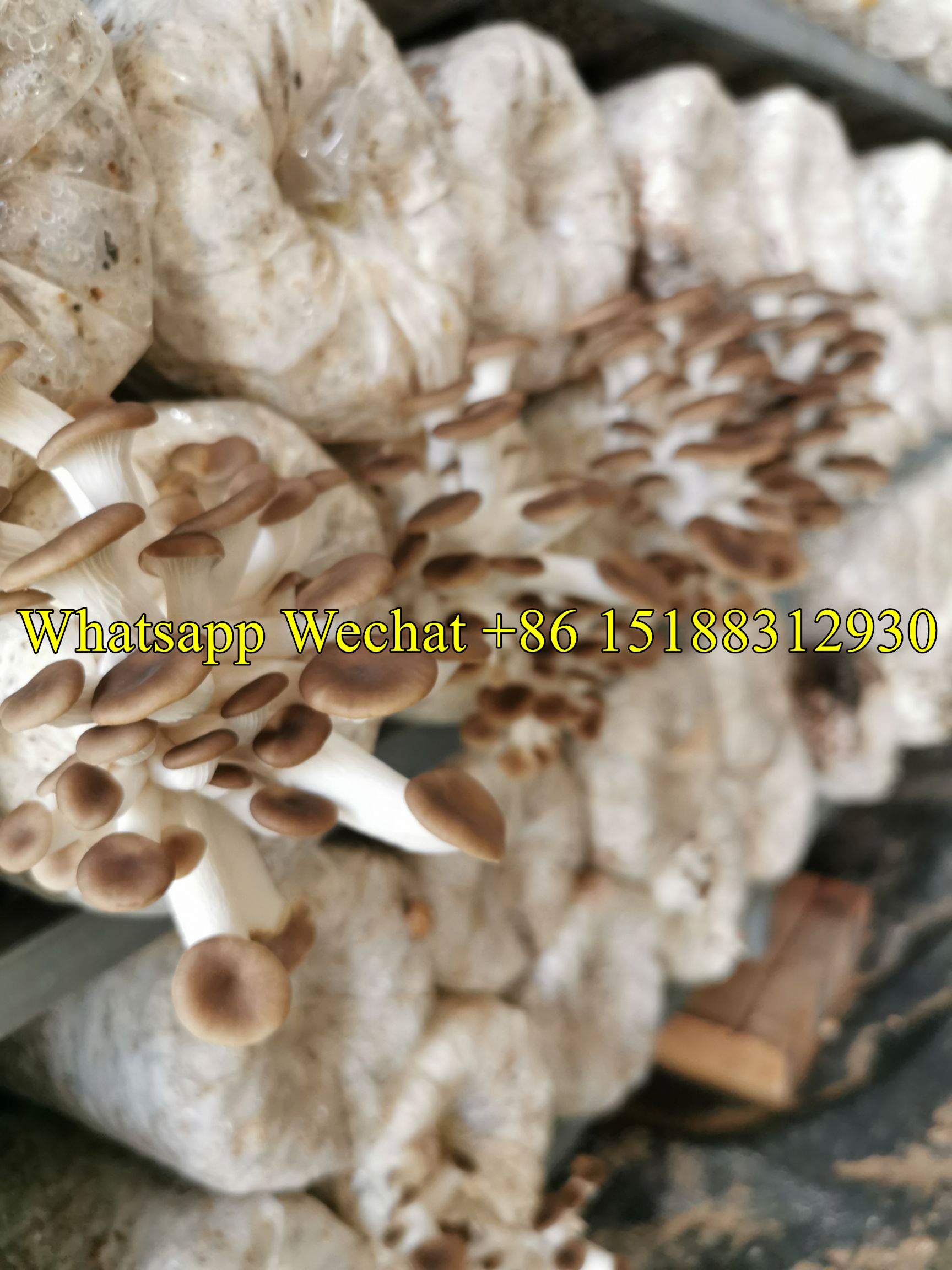 oyster mushroom spawn mixer bagger/fungus mycelium bag filling sealing machine/shiitake mushroom growing equipment line