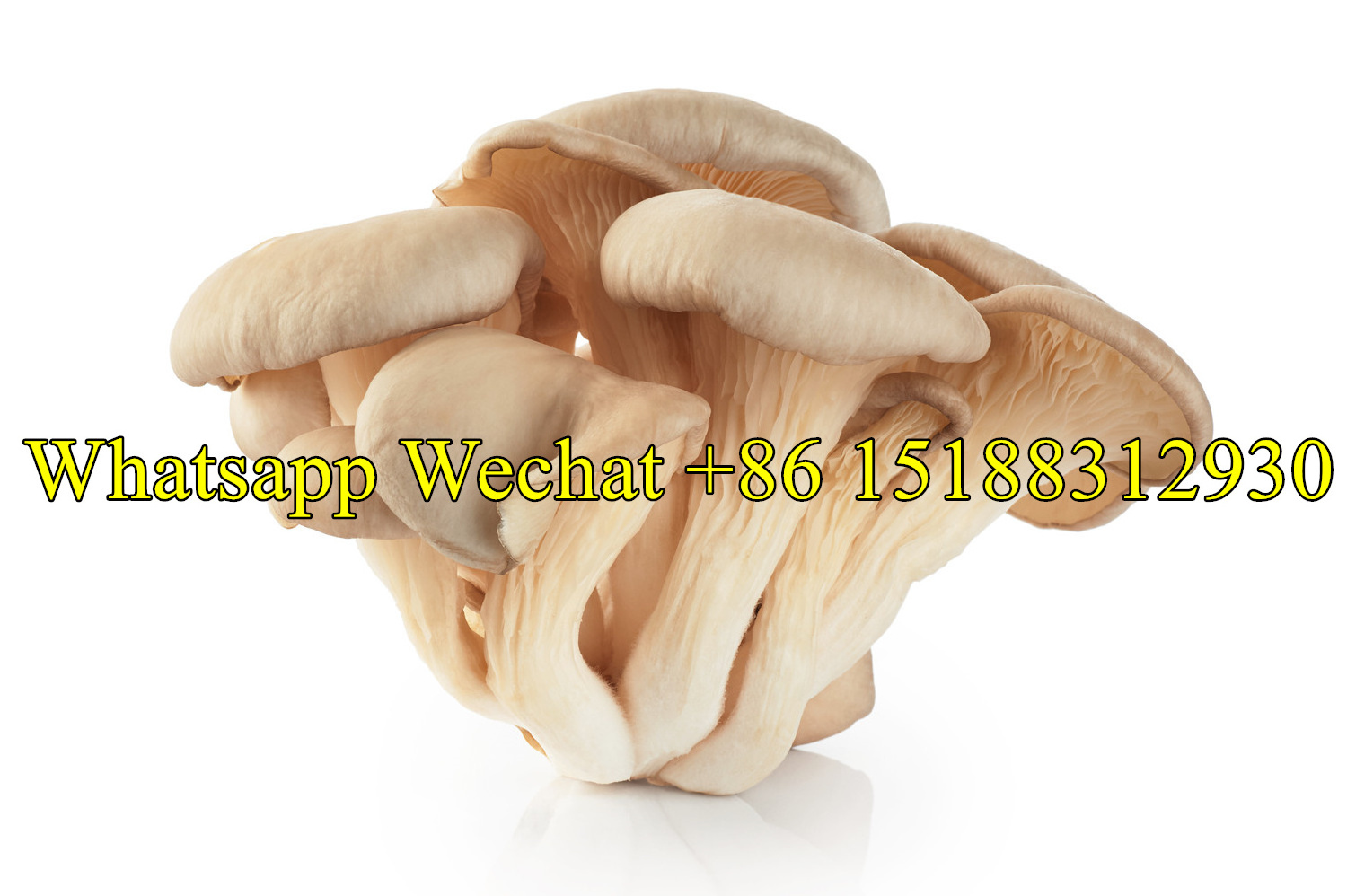 oyster mushroom spawn mixer bagger/fungus mycelium bag filling sealing machine/shiitake mushroom growing equipment line