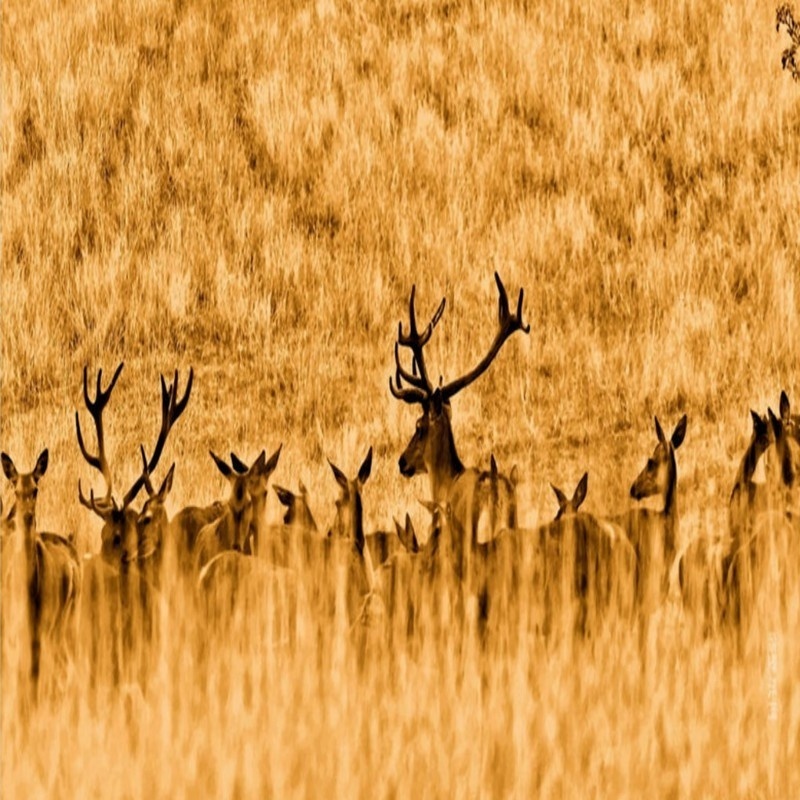 Wallpaper Jungle A Group Of Deer On The Prairie Pictures Wallpaper Landscapes Beautiful Girl Wallpaper