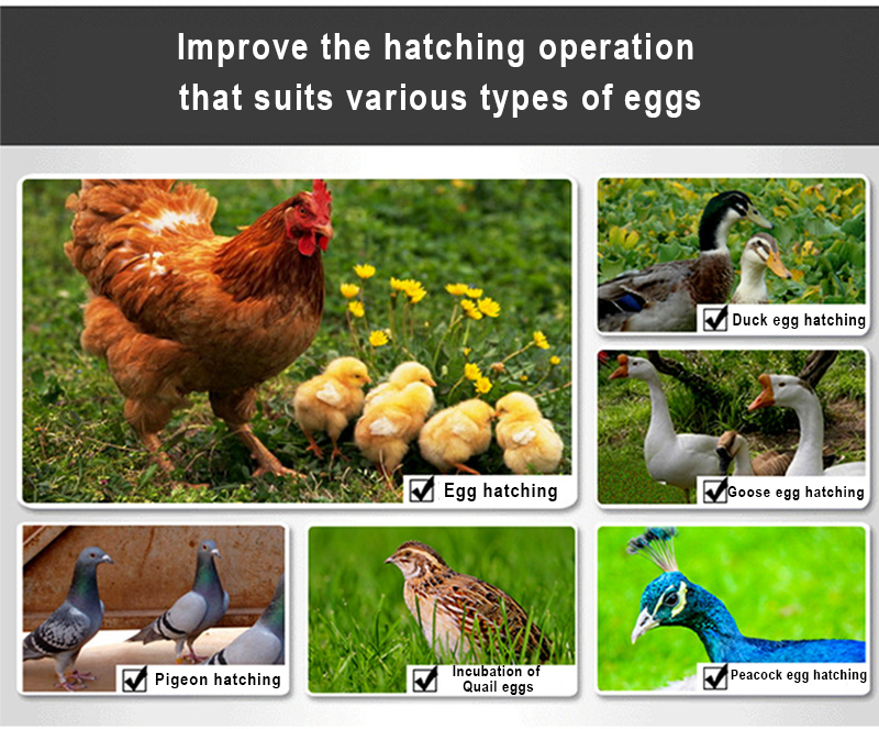 ostrich hatching eggs incubator solar automatic chicken parrot egg incubator