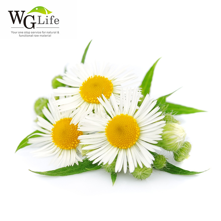 Pure Natural apigenin flavonoids chamomile extract Plant Extract